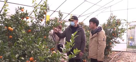 凤凰：6000多亩柑橘进入采摘期 果农丰收笑开颜 - 湘西 - 新湖南