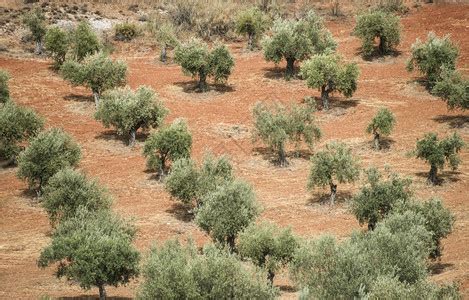 连续一排的橄榄树意大利山上植树高清图片下载-正版图片304662024-摄图网