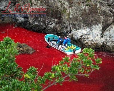 日本太极湾年度“杀海豚节”拉开序幕--国际--人民网