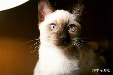 Saola|大胆儿家的暹罗猫|Siamese cat breeders|暹罗猫&东方短毛猫