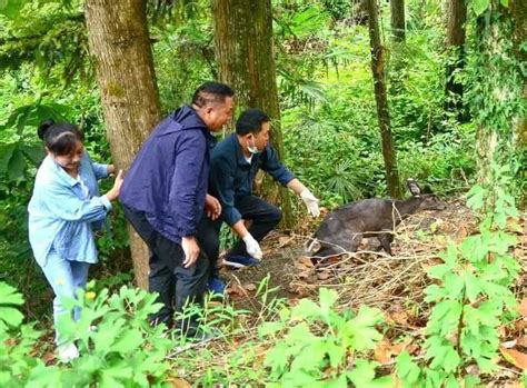 宁强成功救助一只误入村民家中的保护动物毛冠鹿 - 西部网（陕西新闻网）