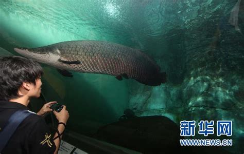 中国渔业报：首届“临港杯”孔雀鱼竞美大赛暨水族水产的生产、科研科普与市场一体化研讨会在上海举办