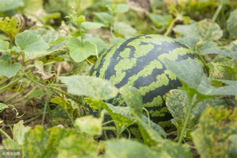 西瓜什么时候种植最好（一年四季种植西瓜的最佳时节介绍） – 碳资讯