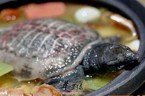 江西省萍乡市发现并放生18.7斤罕见大甲鱼_两栖专题（乌龟甲鱼）_水产养殖网