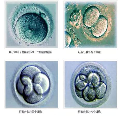 如何判断胚胎质量？ - 知乎