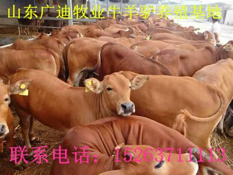 养殖肉牛该注重哪些步骤，如何避免不需要的麻烦？_现代牛羊生态养殖_生态养殖技术_高效生态养殖技术网