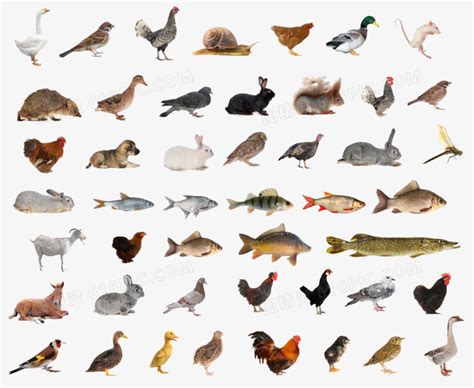 100种常见动物的图片 20种动物图片_配图网