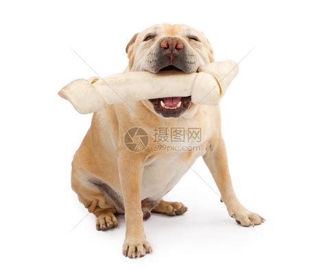 中国沙皮犬市场价格，品种介绍以及选购技巧