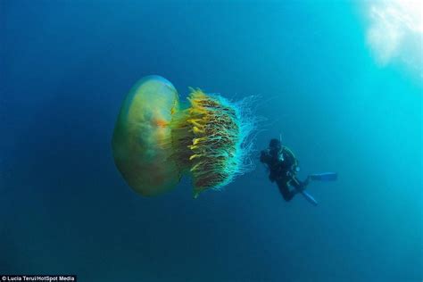 摄影师深海潜水遇罕见巨型野村水母【2】--图片频道--人民网
