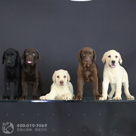 纯种拉布拉多犬幼犬狗狗出售 宠物拉布拉多犬可支付宝交易 拉布拉多犬 /编号10100902 - 宝贝它