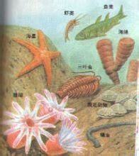 海洋霸主之寒武纪巨虫——奇虾 - 神秘的地球 科学|自然|地理|探索