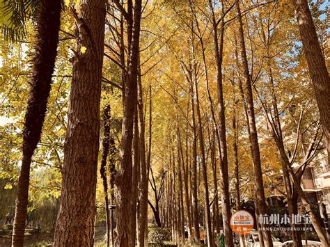 朝晖五区公园的银杏树-风景照-19摄区-杭州19楼