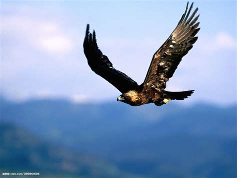 鹰,鸟类,拉奎拉,拉各斯,乌干达,动物背脊,尼日利亚,西非,东非,野外动物摄影素材,汇图网www.huitu.com