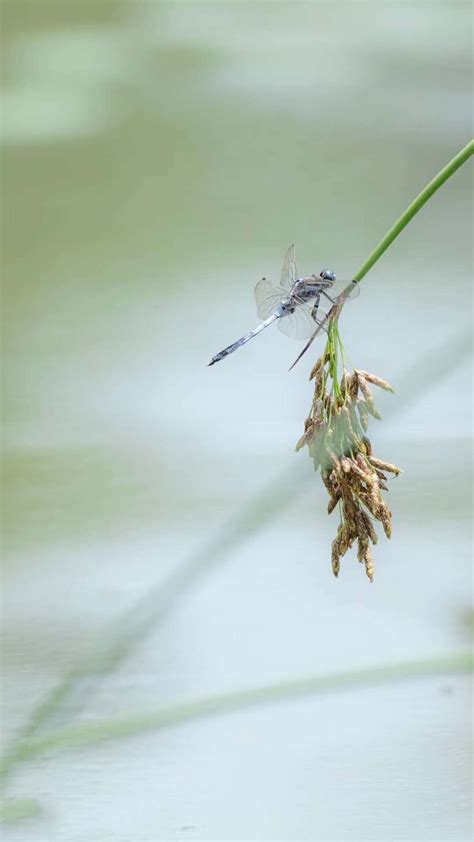 蜻蜓点水绿叶上的蓝色蜻蜓高清图片下载_红动中国