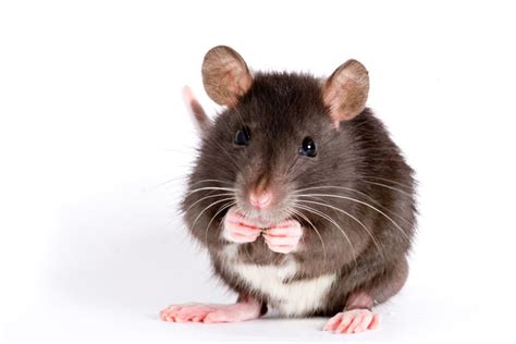老鼠是什么动物 - 天奇百科