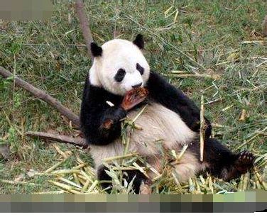 大熊猫究竟是食草动物还是食肉动物|大熊猫|食草动物|食肉动物_新浪新闻