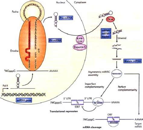 【附图】miRNA的生成和生物学功能_肿瘤恶液质 | 天山医学院