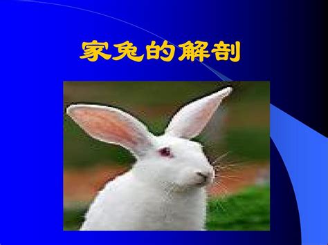 (一)家兔的种用价值评定-辈宠网-(一)家兔的种用价值评定兽医