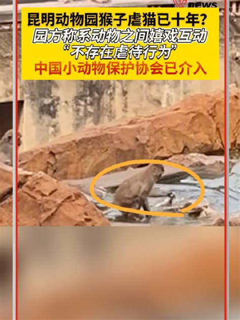 浏阳村民发现大型猫科动物足迹，确定为云豹-浏阳市-长沙晚报网