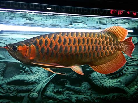 酒泉水族馆梦吉尔F1 - 红头利鱼 - 广州观赏鱼批发市场