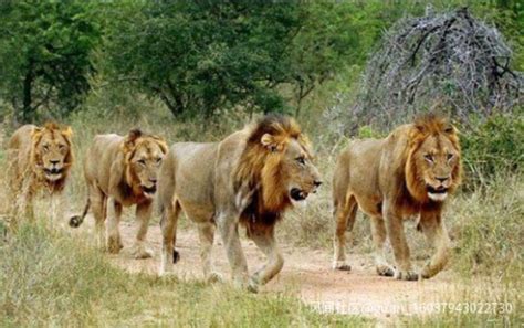肯尼亚两雄狮为争领地暴力开打 上演“锁头功”