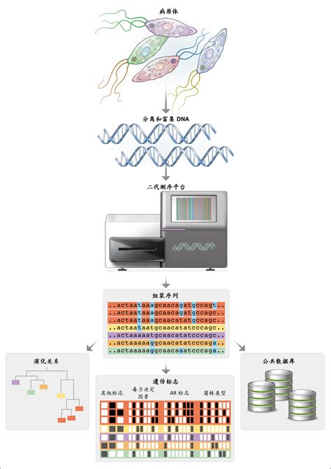 基因组大片段直接克隆和DNA多分子组装新技术的制作方法_2