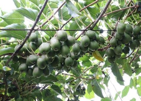3月份猕猴桃果园管理技术要点-种植技术-中国猕猴桃网