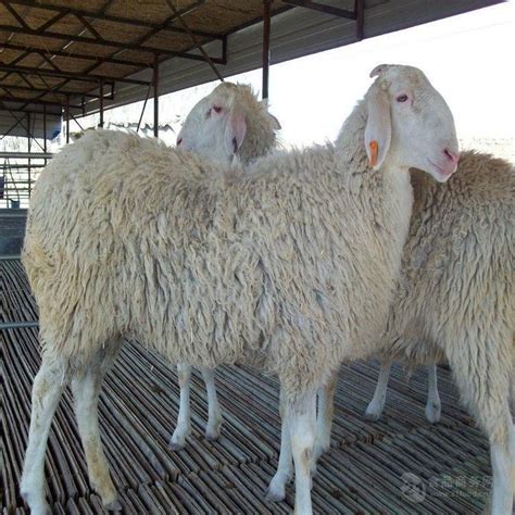 杜泊绵羊母羊价格 黑头杜泊绵羊养殖 山东济宁-食品商务网