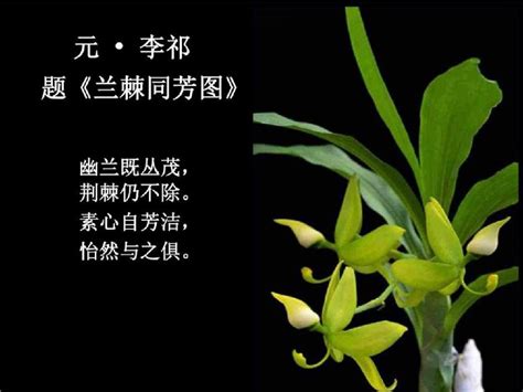《中国诗人作家网》今日重磅发布：著名内蒙古诗人（张子周）先生的代表作【兰花香】倾情展播：_都市头条，传播正能量，因你精彩！