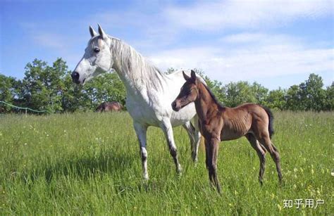 绿色草原上美丽的马匹的高清图片下载-正版图片503815383-摄图网