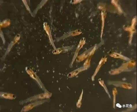 鱼苗培育：家鱼及常规鱼的水花育苗人工饲养方法