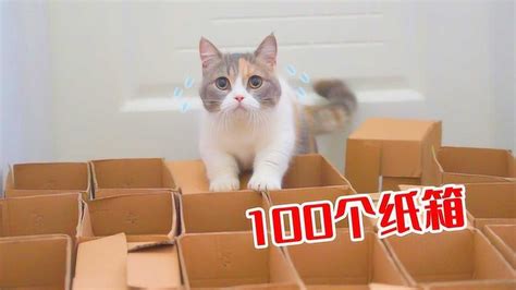纸箱住猫的照片素材免抠元素模板下载 - 图巨人