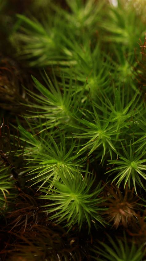 疣黑藓-国家植物标本馆(PE)模式标本集-图片