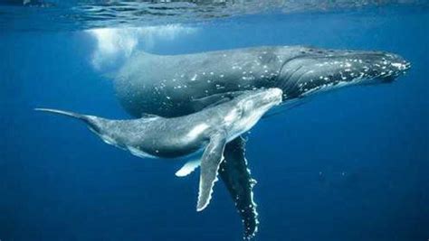 鲸生活在水中，为什么没进化出在水下呼吸的能力呢？|进化论|鲸鱼|进化_新浪新闻
