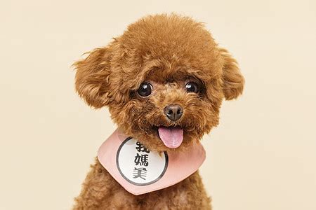 纯种泰迪犬幼犬狗狗出售 宠物泰迪犬可支付宝交易 泰迪/贵宾 /编号10067500 - 宝贝它