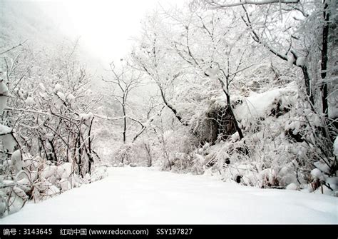 冬季寂静的山林景观高清图片下载-正版图片600827594-摄图网