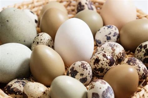 一天吃几个蛋最好？鸡蛋、鸭蛋、鹌鹑蛋，哪种更有营养？_澎湃号·政务_澎湃新闻-The Paper