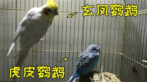 玄凤鹦鹉喜欢吃什么 | 多鸟元素