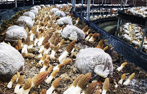 羊肚菌初步实现工厂化栽培----中国科学院昆明植物研究所