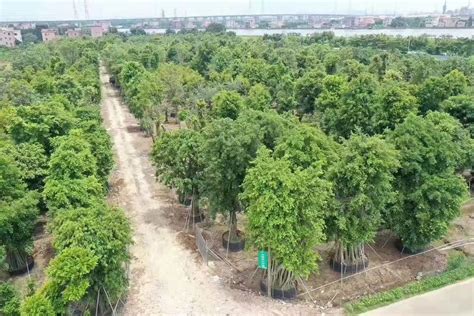 苗木的起挖与包装技术-种植技术-中国花木网