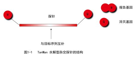 带你了解荧光定量PCR、数字PCR的技术与光学原理解决方案_福州创安光电科技有限公司