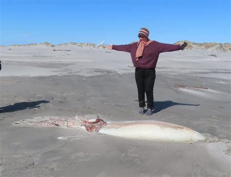新西兰海滩惊现神秘巨型深海生物尸体_凤凰网