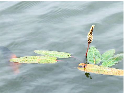 两栖蓼-中国湿地植物-图片