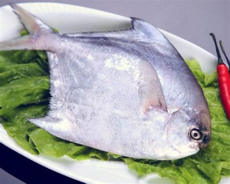 鲳鱼价格多少钱一斤 没想到鲳鱼这么有营养呢_百科知识_学堂_齐家网