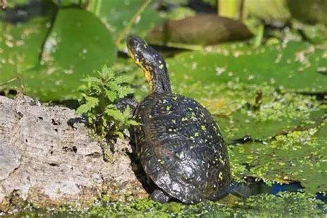 漂浮日志上涂漆的海龟沼泽乌龟原木树木野生动物脖子池塘高清图片下载-正版图片320625535-摄图网