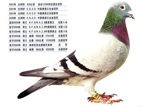 每日一鸽：波治万羽冠军“飞戈”-信鸽园地-中国信鸽信息网