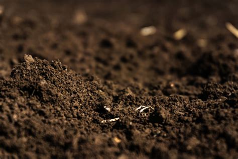 怎么辨别土壤是酸性还是碱性 - 花百科