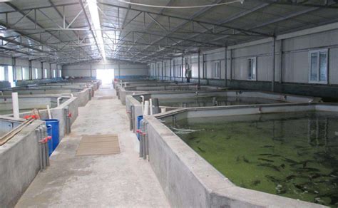 技术服务金鱼企业，促进养殖技术提升-中国福建三农网