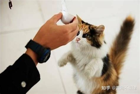 小猫怎么训练？手把手教你，如何训好猫咪 - 知乎