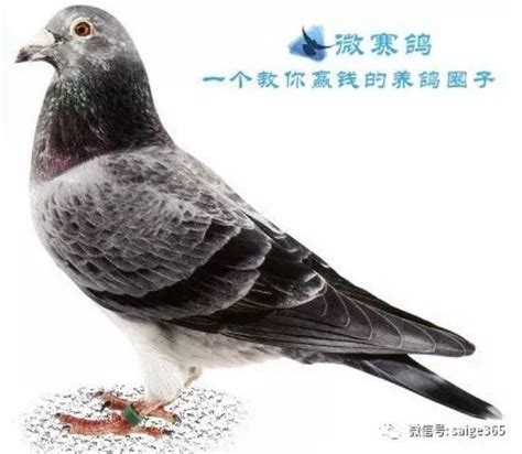 传奇“香奈儿五号”，与世界级名鸽配对，培育独一无二顶尖鸽系！